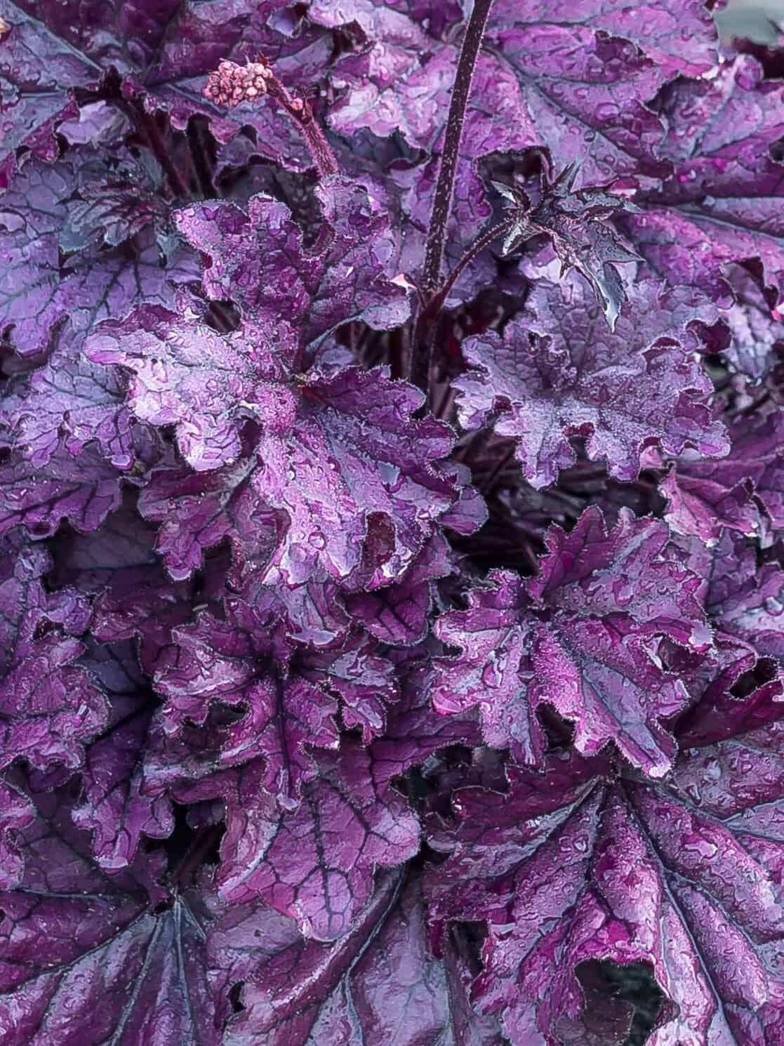 Heuchera