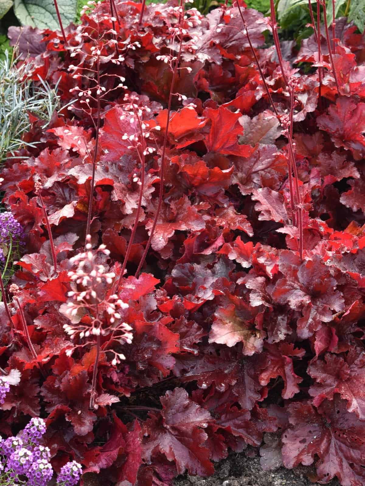 Heuchera
