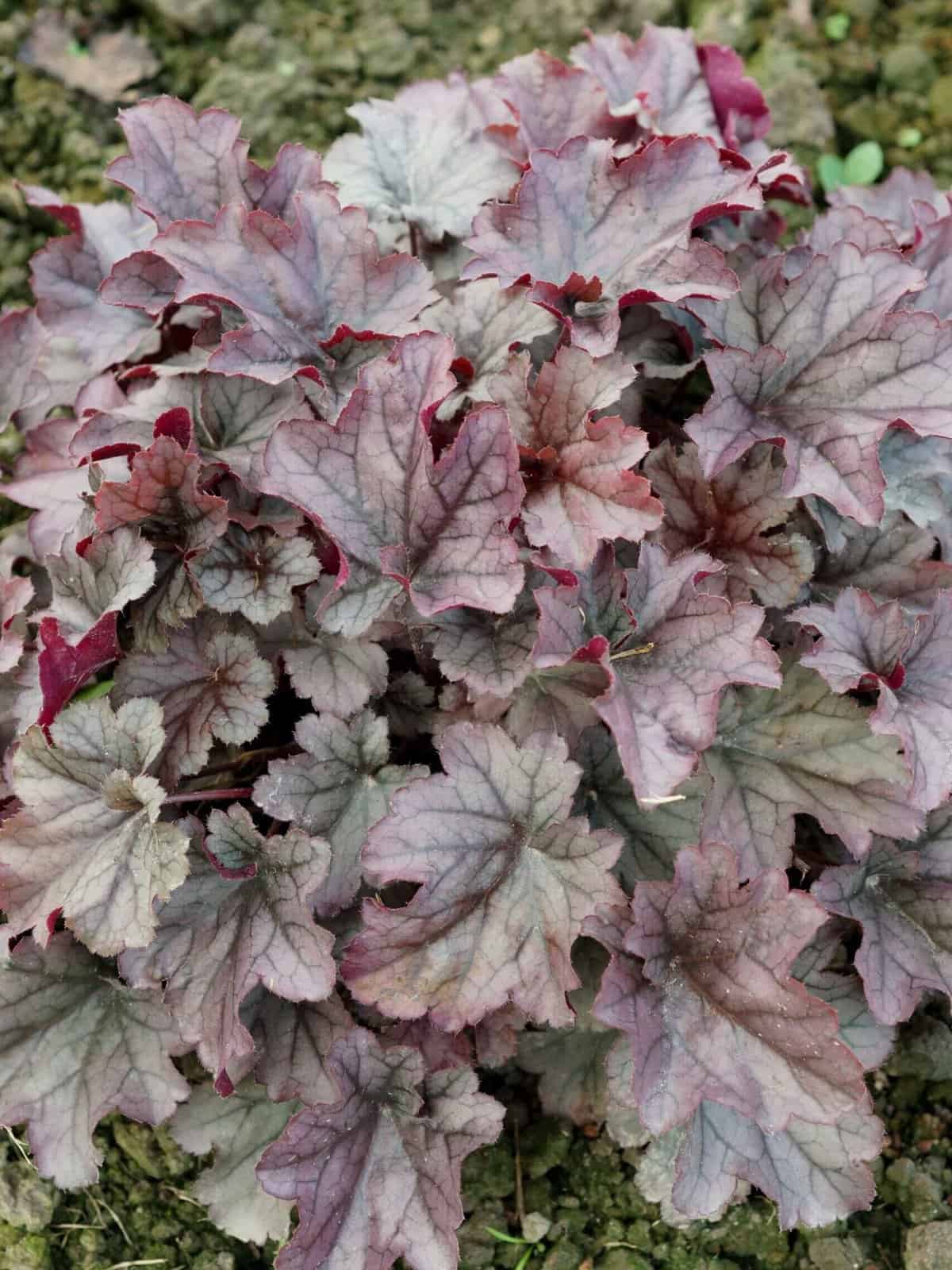 Heuchera