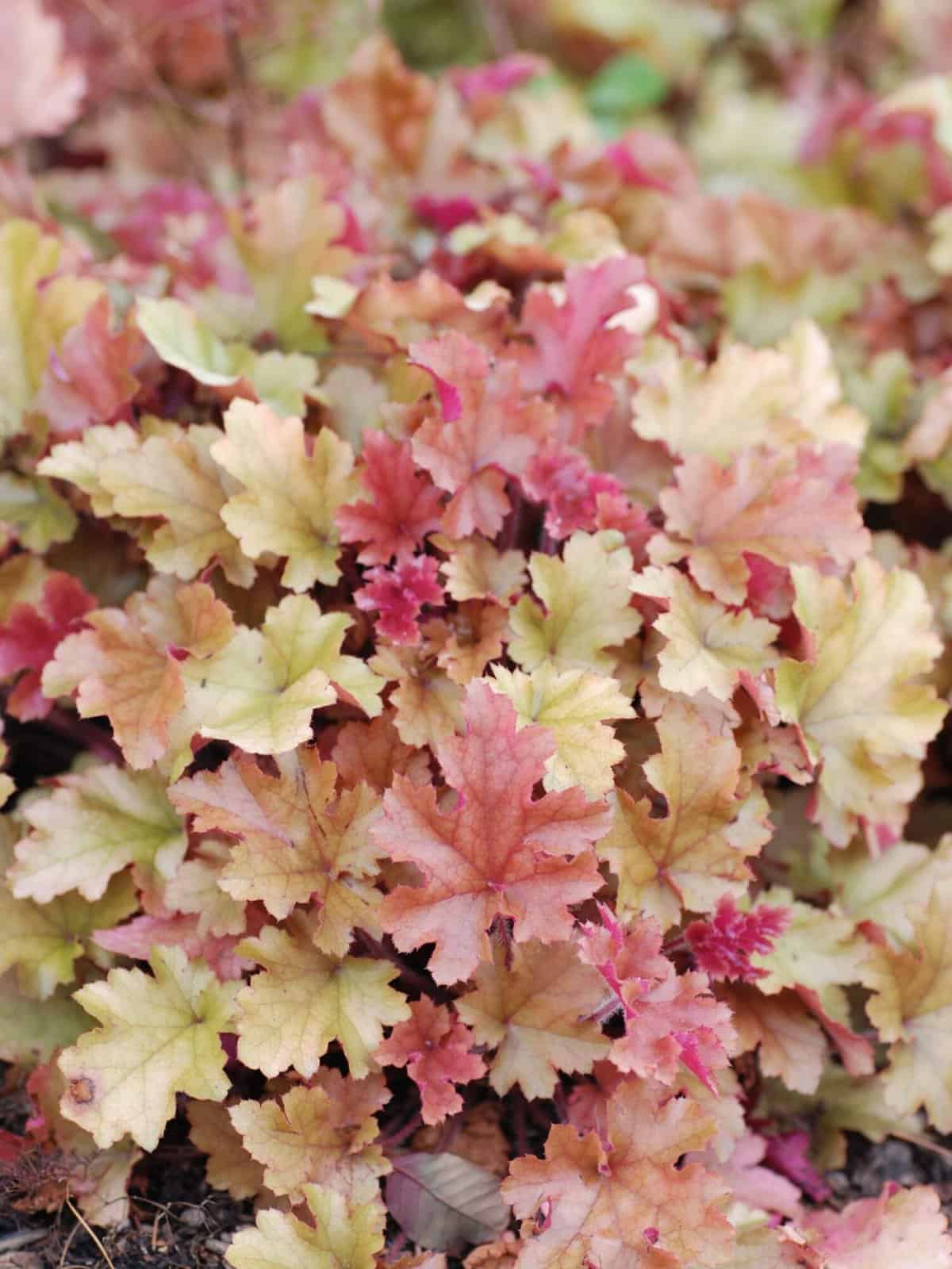 Heuchera