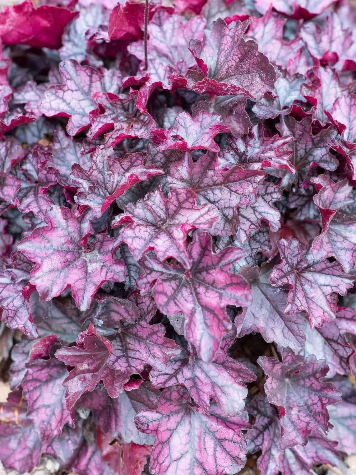 Heuchera