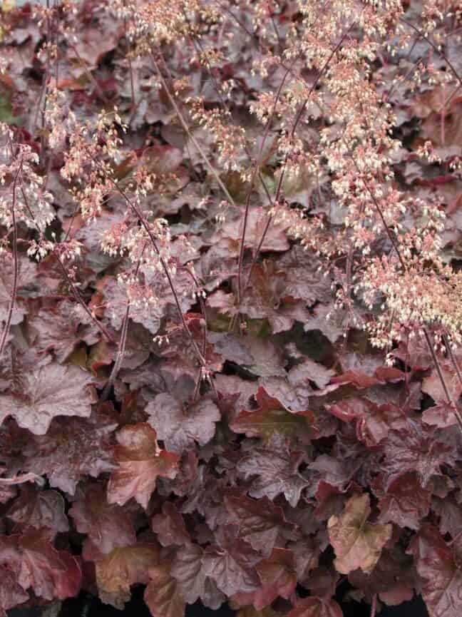 Heuchera