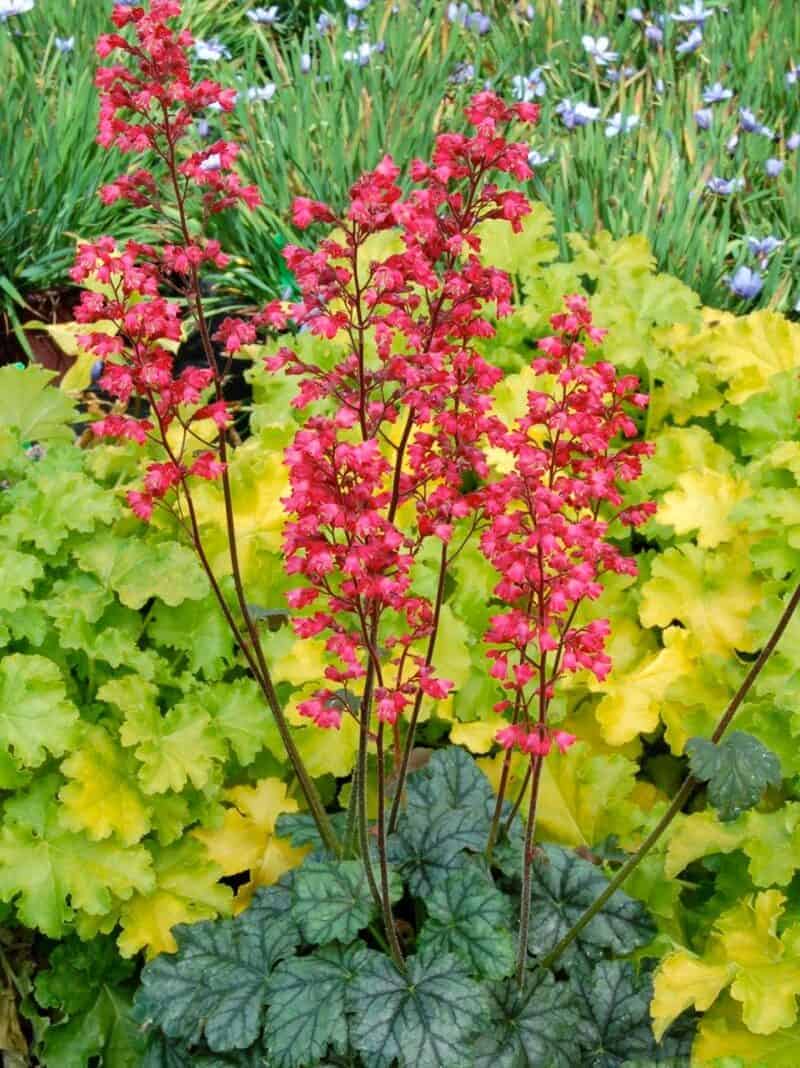 Heuchera