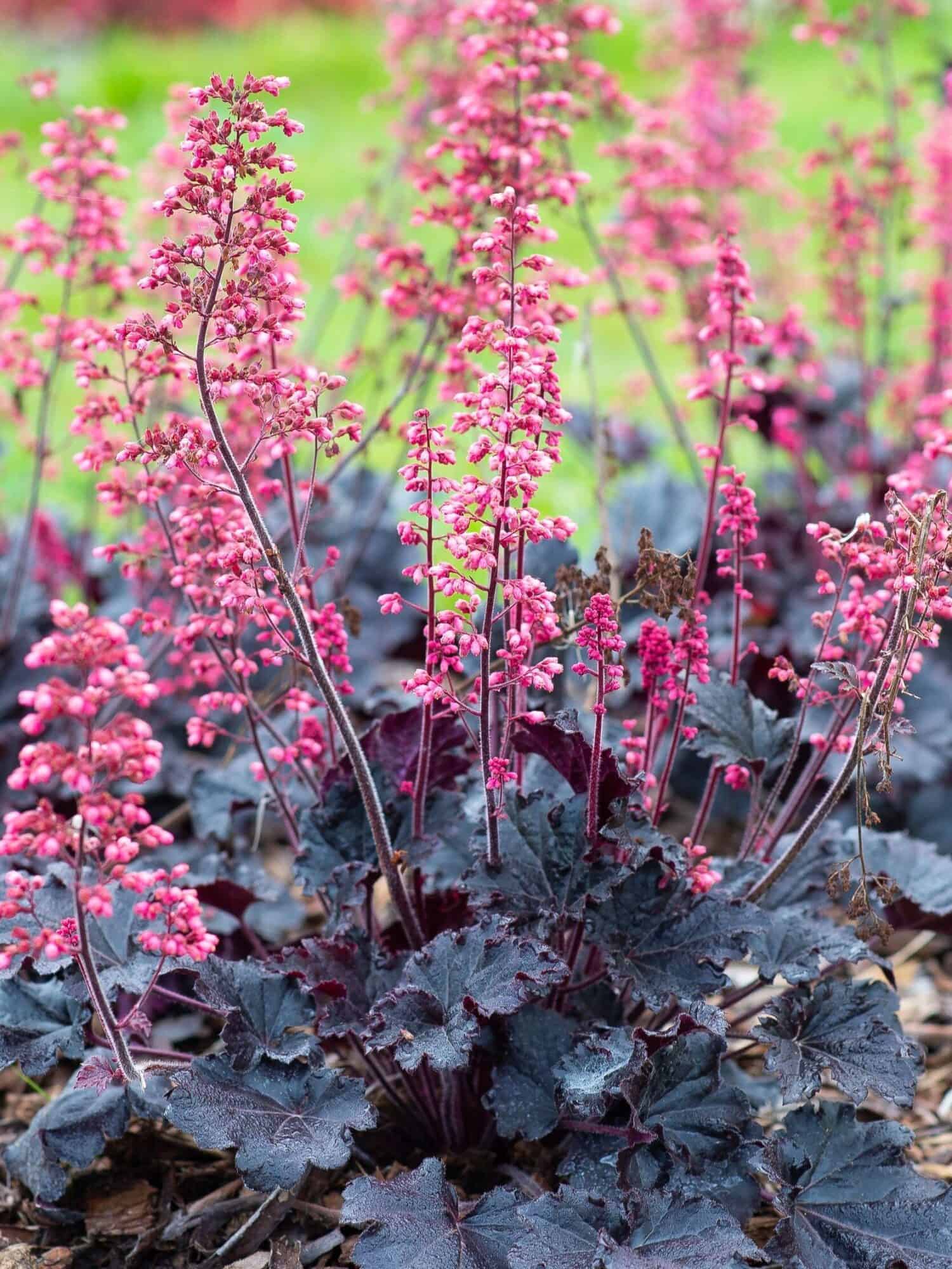 Heuchera