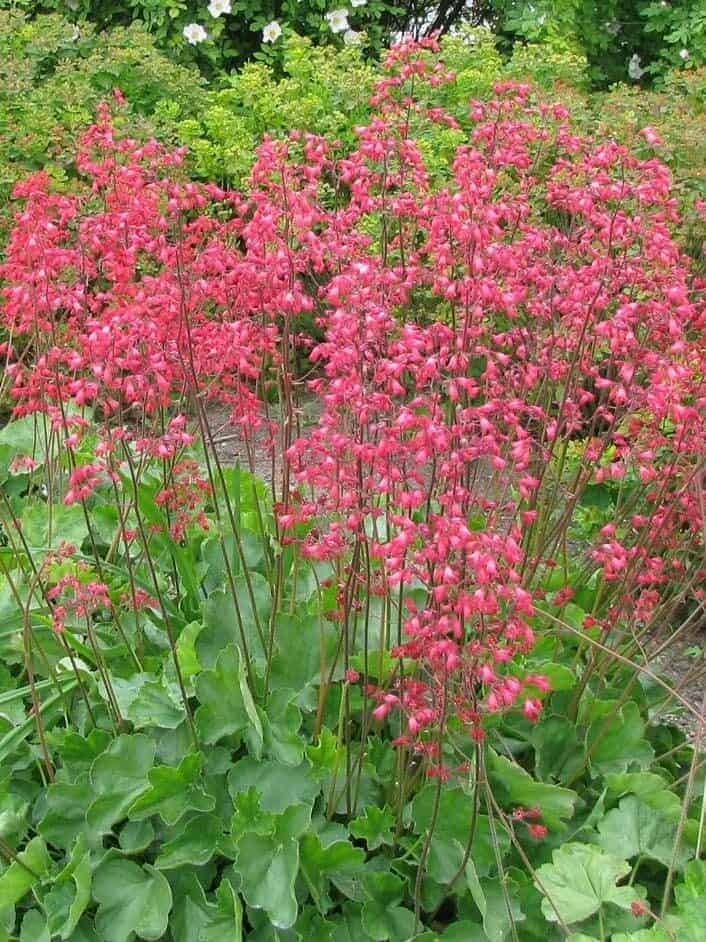 Heuchera sanguinea