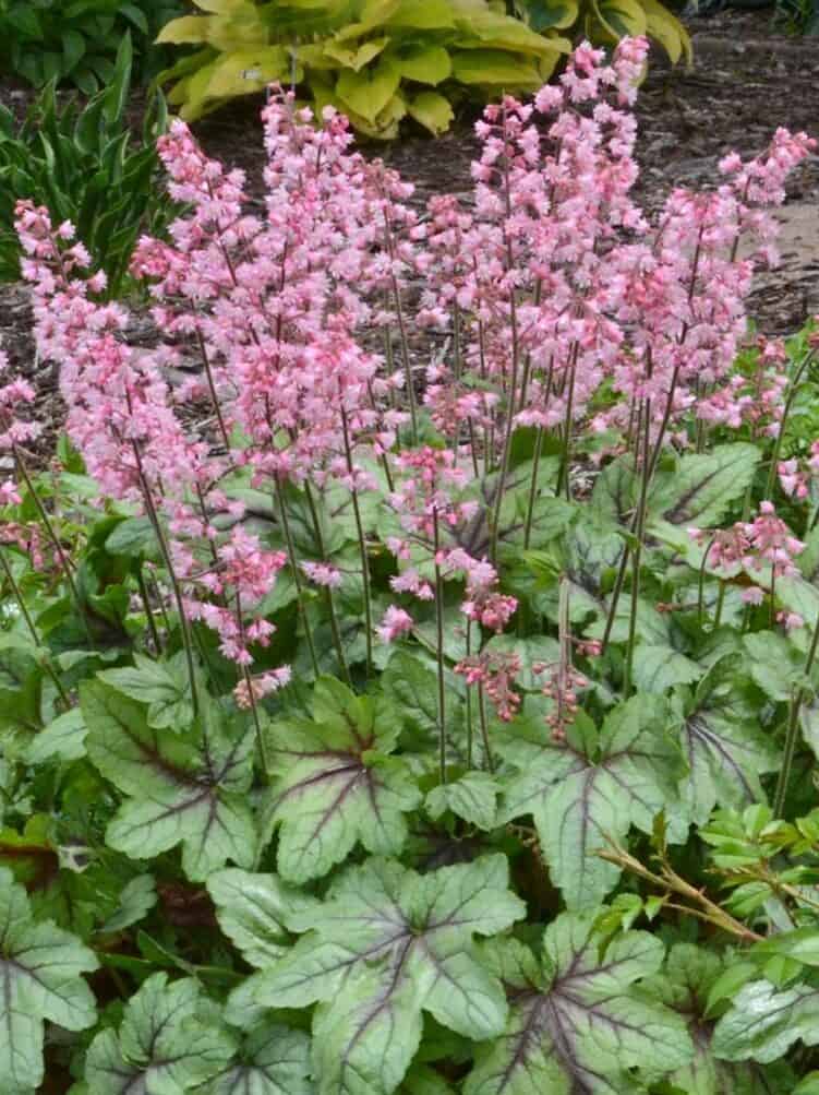 Heucherella