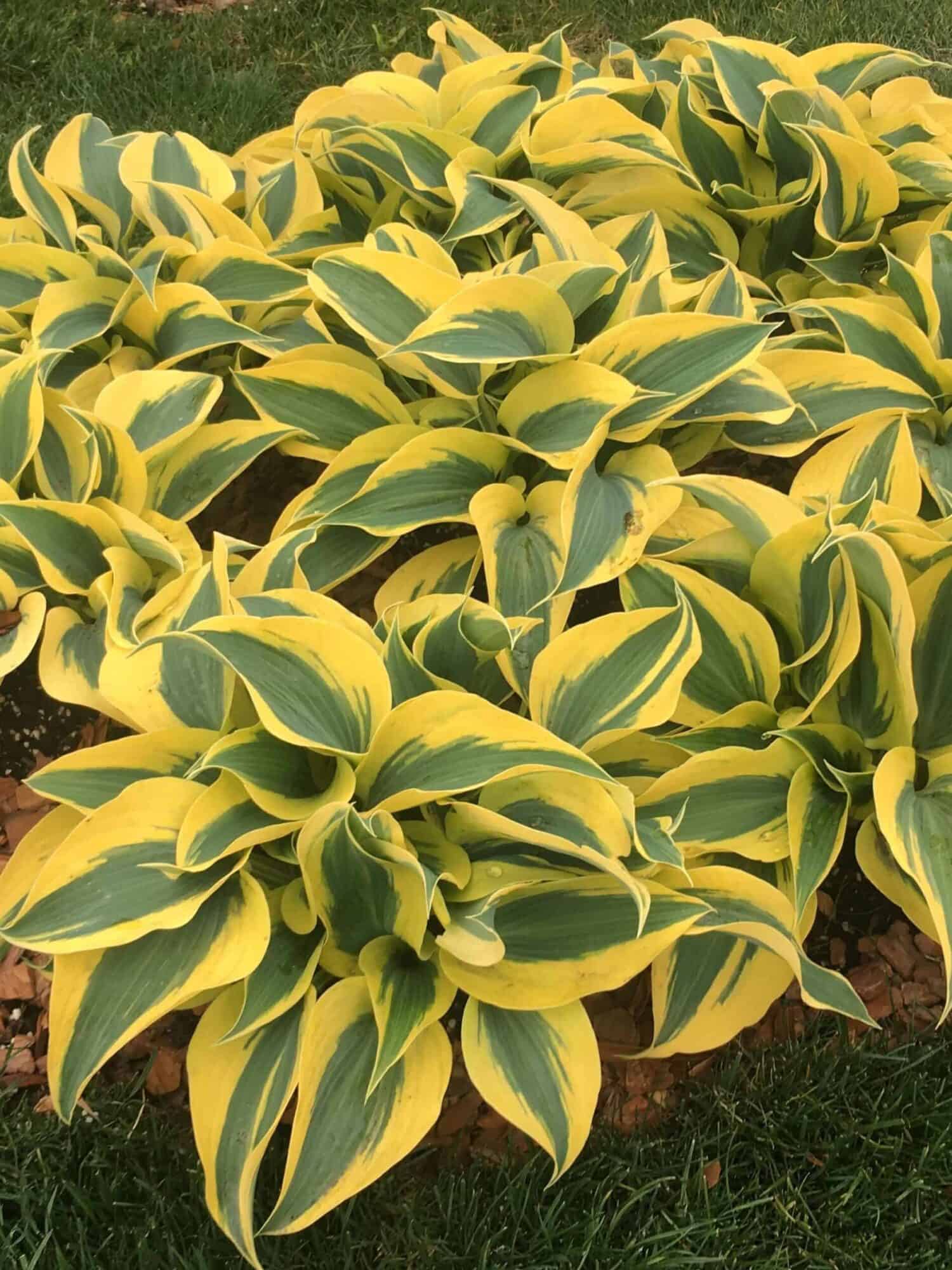 Hosta
