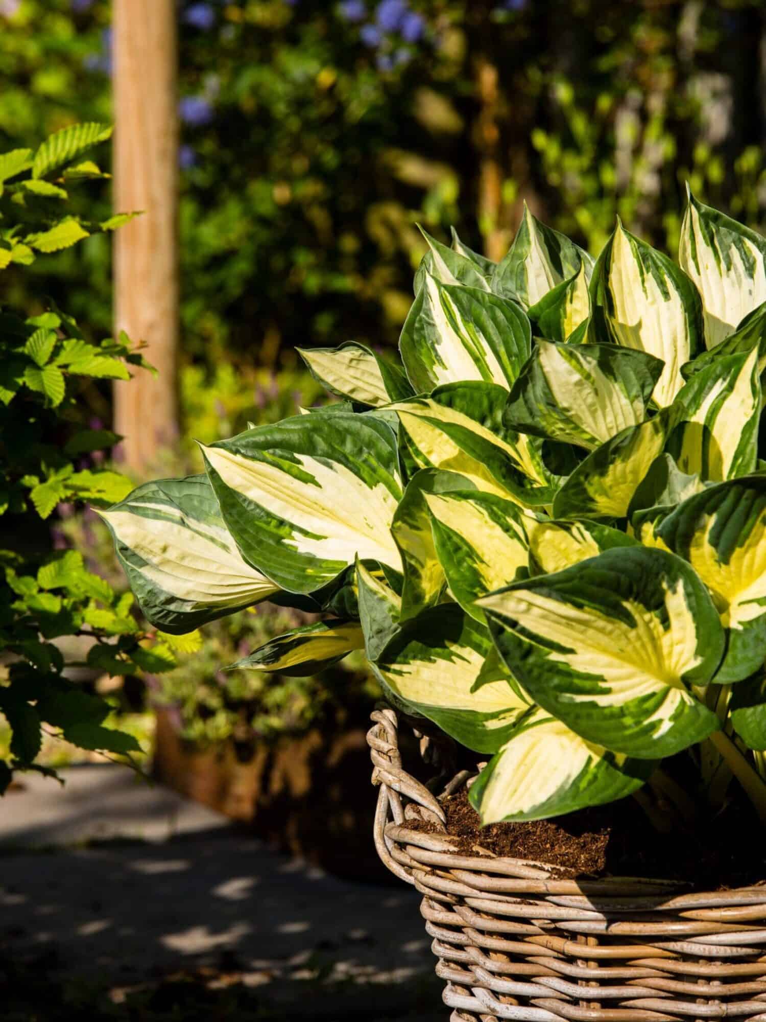Hosta 'Colored Hulk'