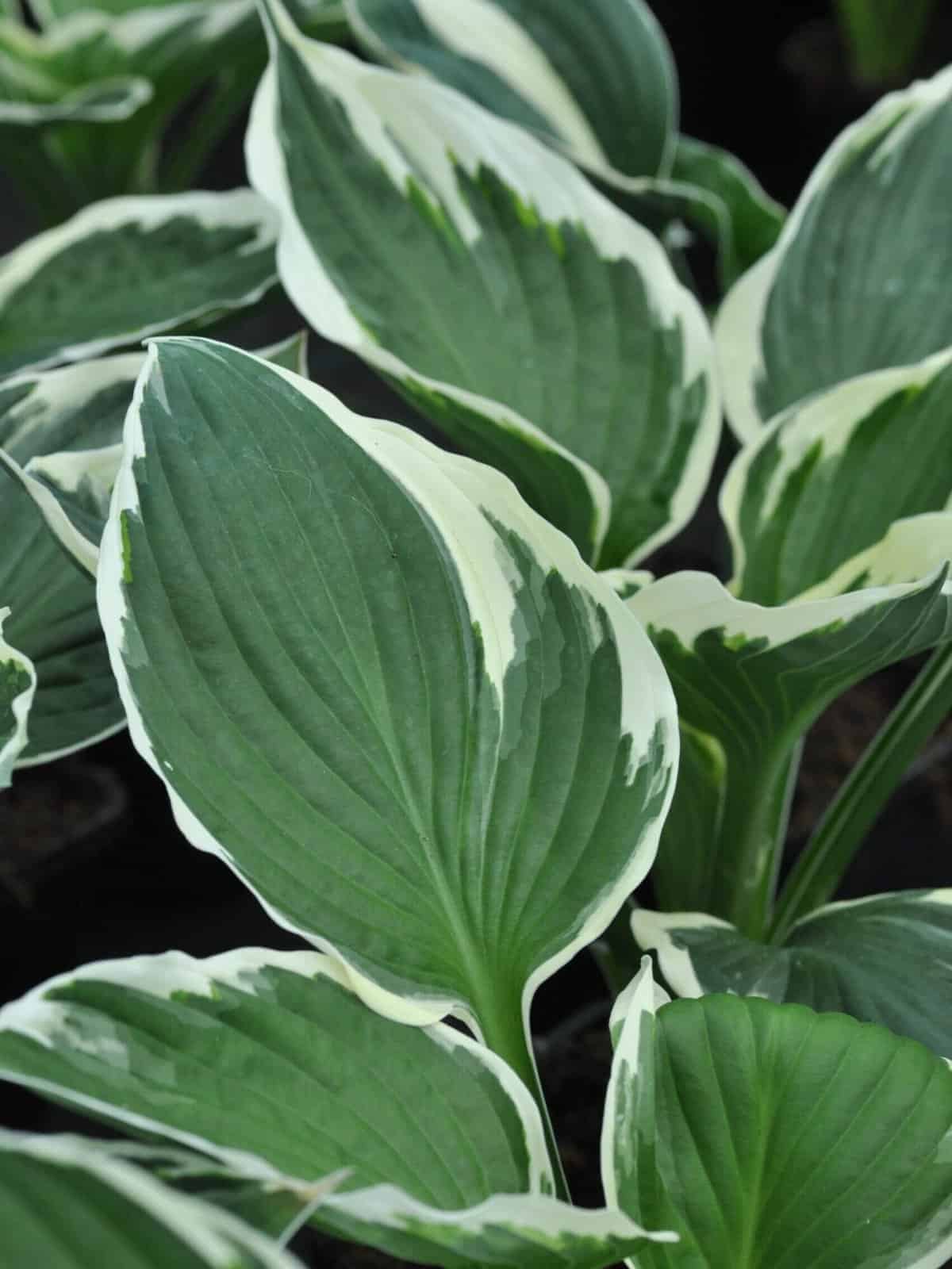 Hosta