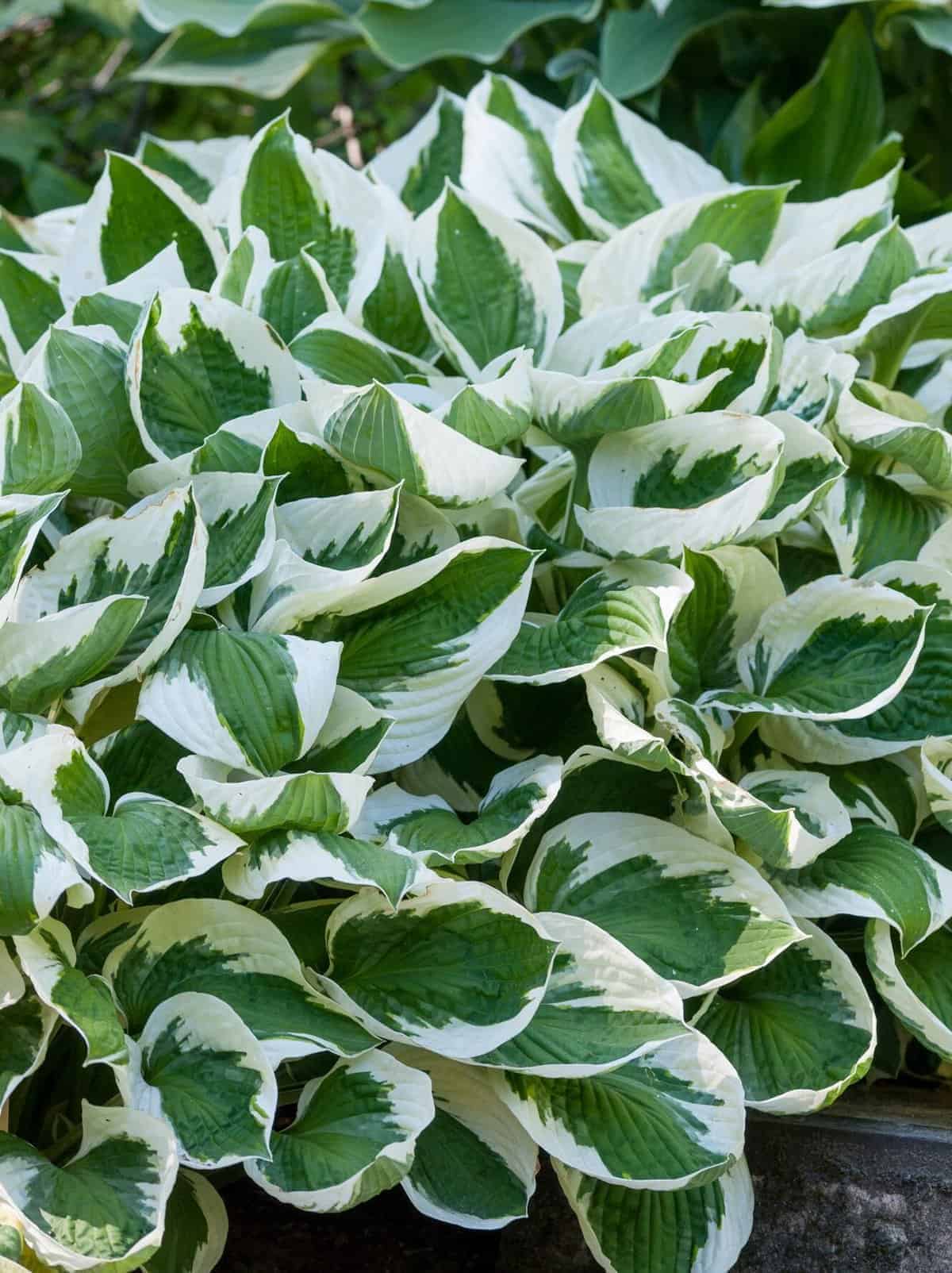 Hosta