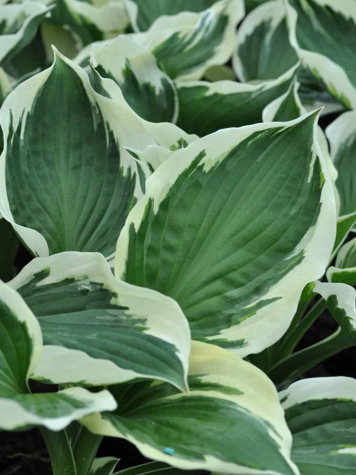 Hosta