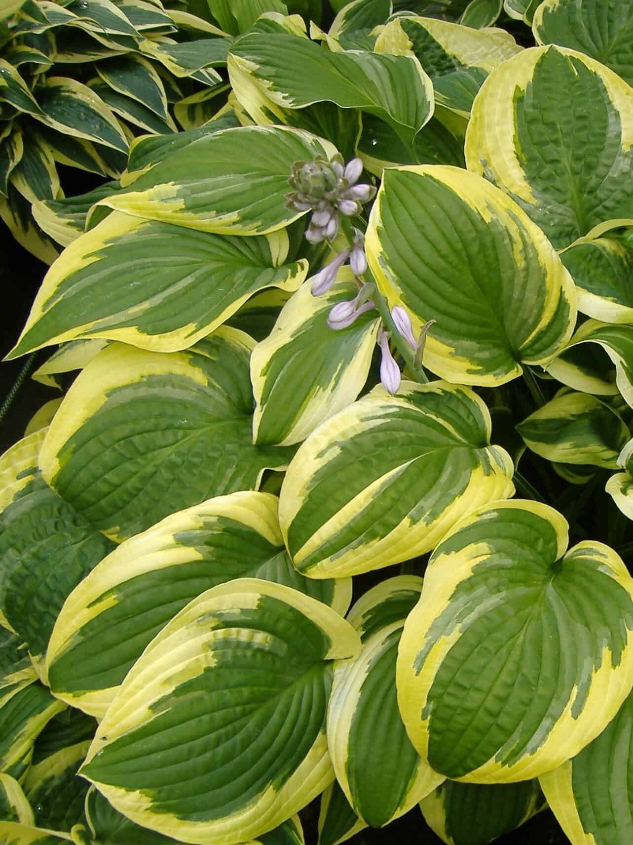 Hosta