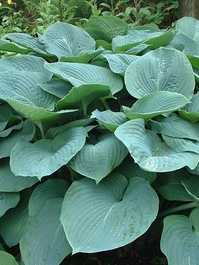 Hosta sieboldiana
