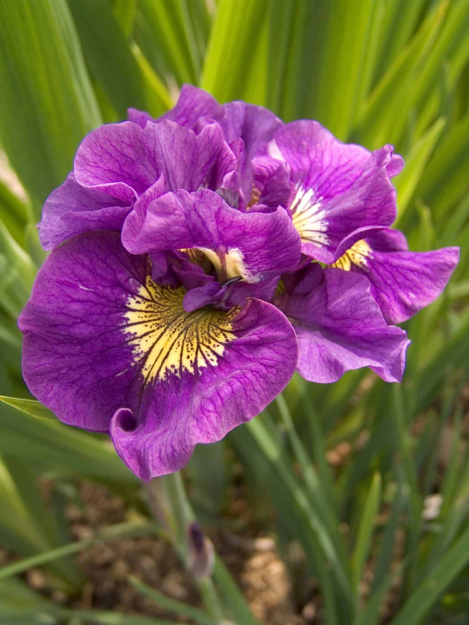 Iris sibirica