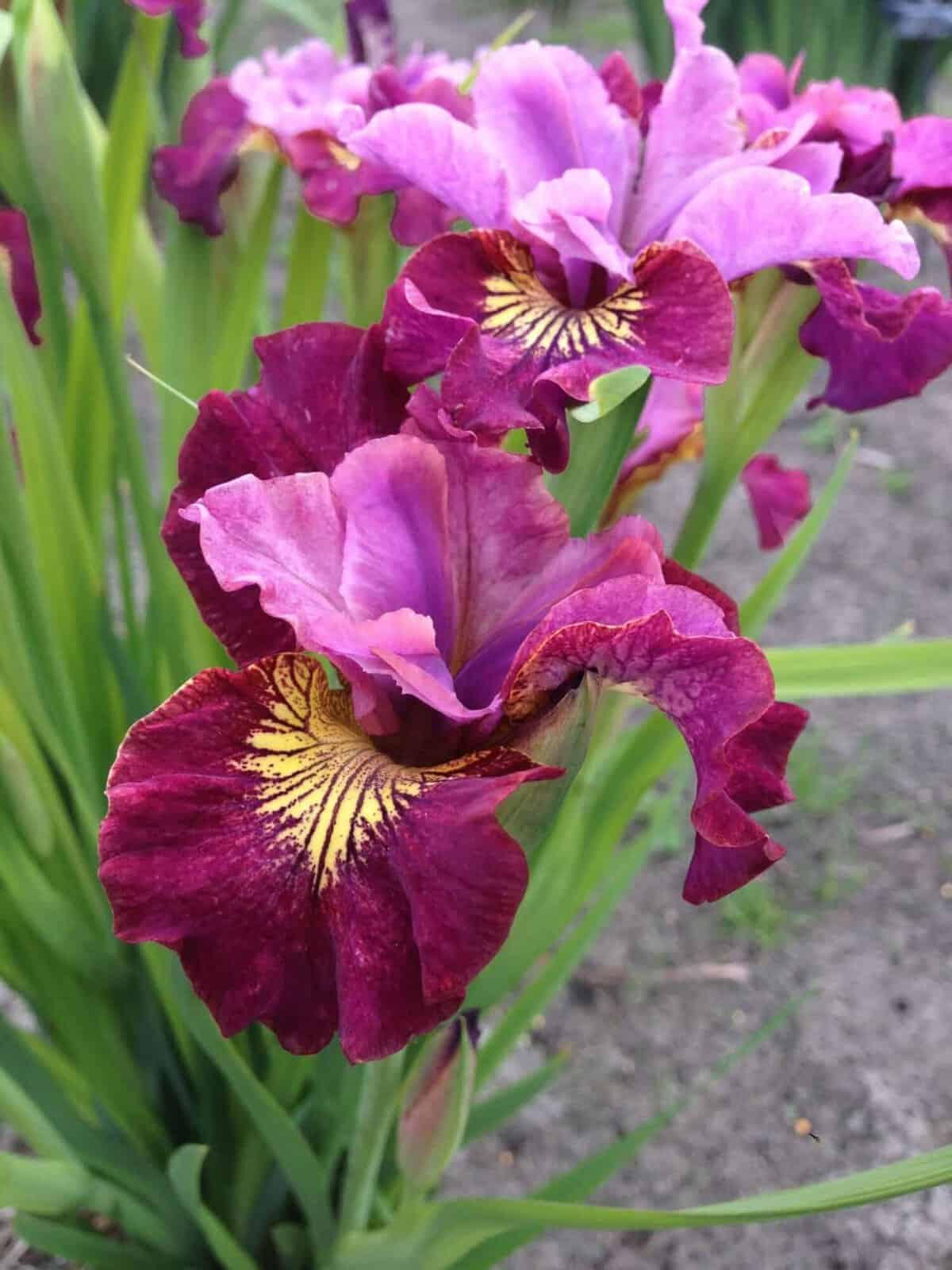 Iris sibirica
