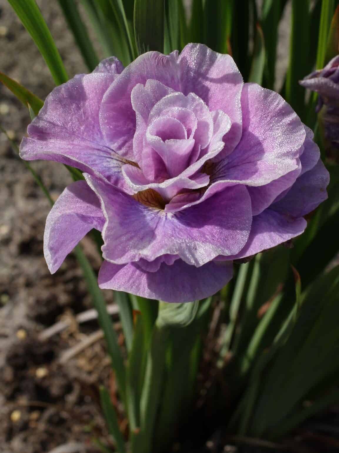 Iris sibirica