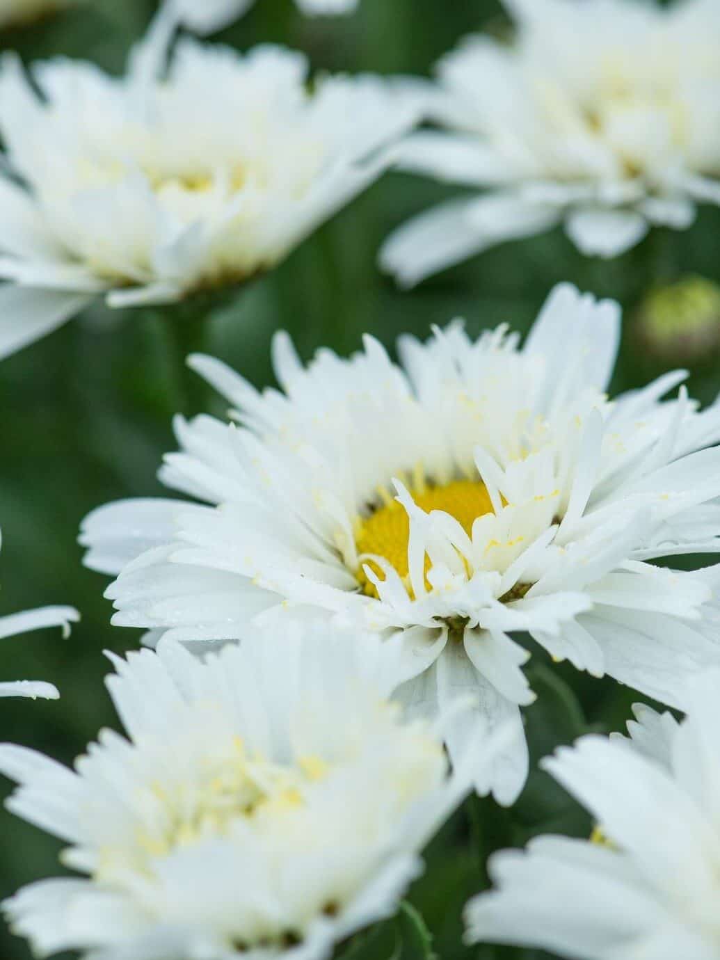 Leucanthemum