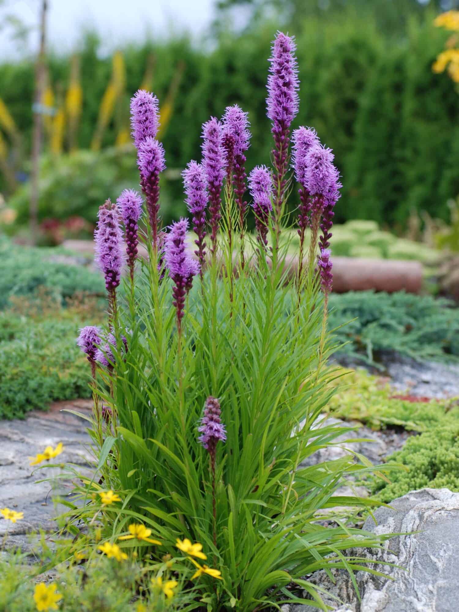 Liatris spicata