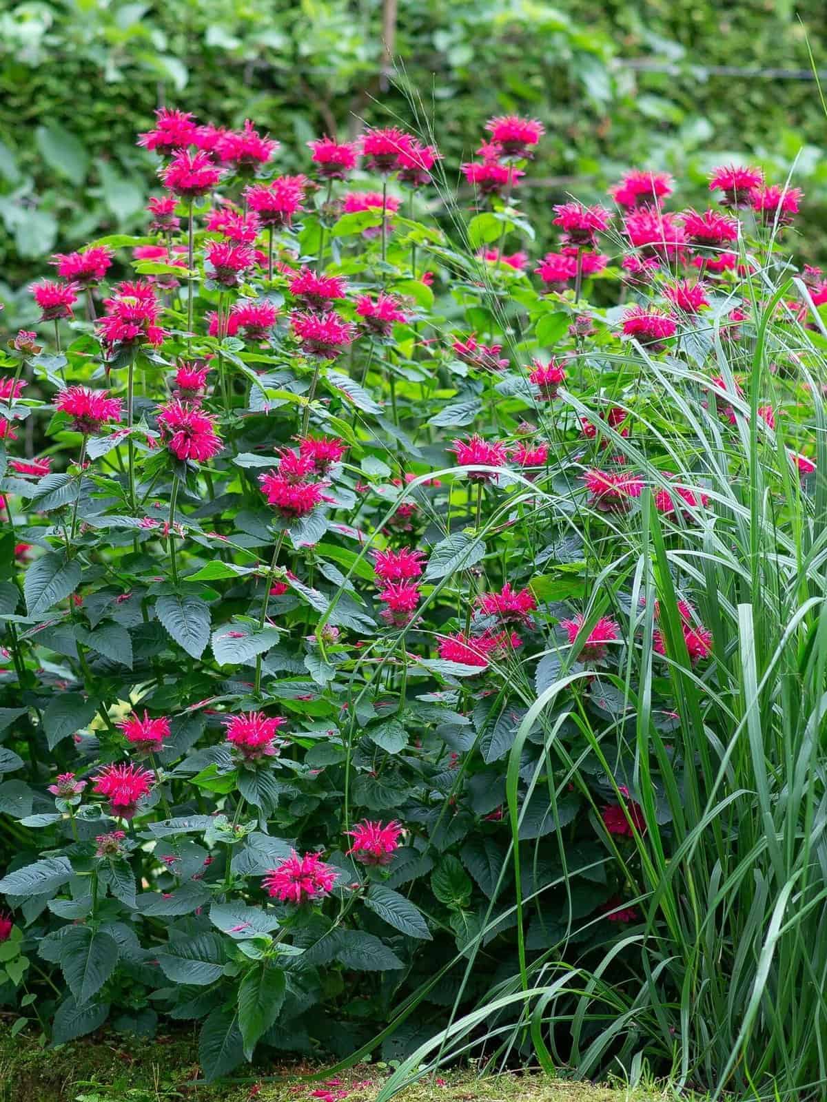 Monarda
