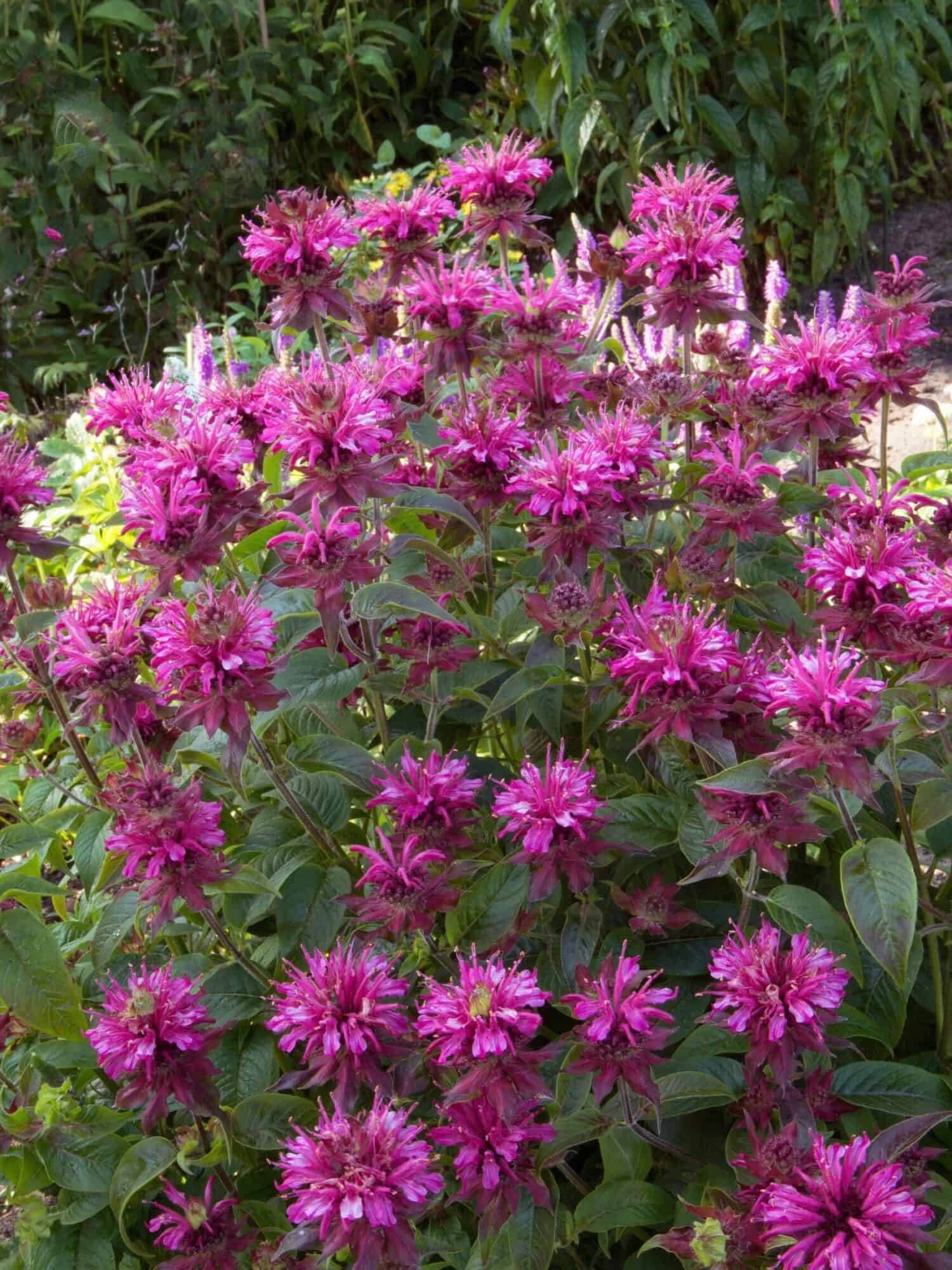 Monarda