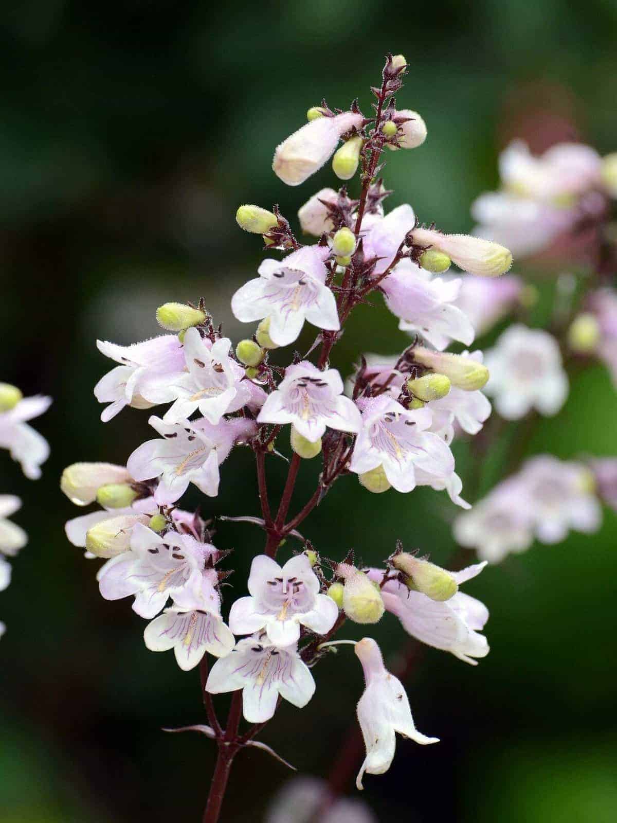 Penstemon digitalis
