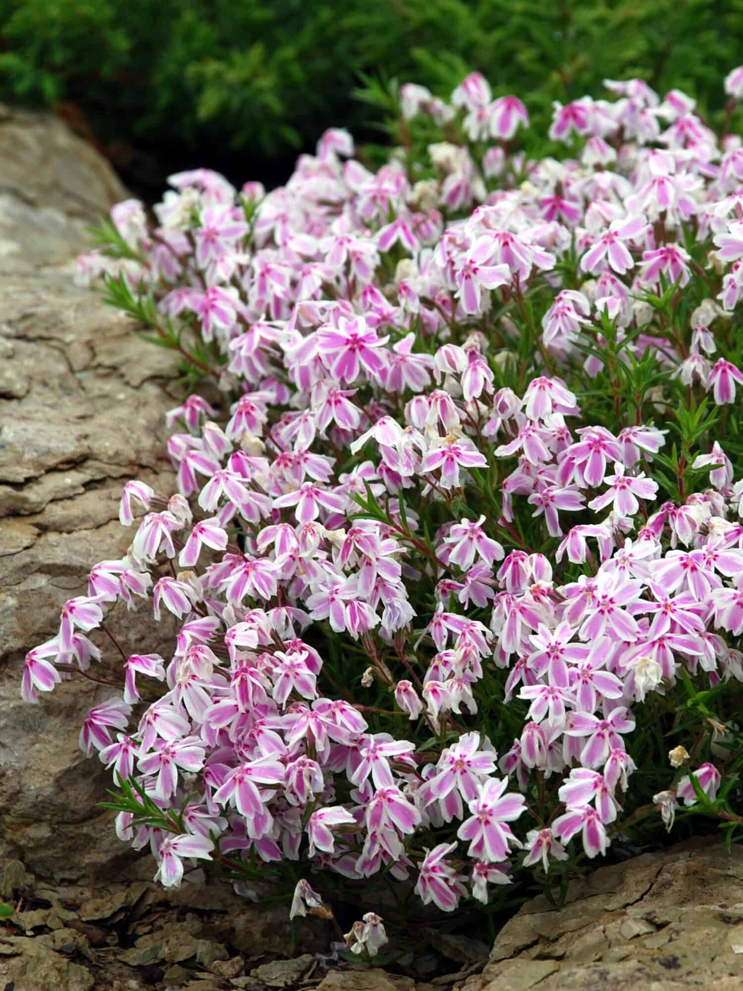 Phlox subulata