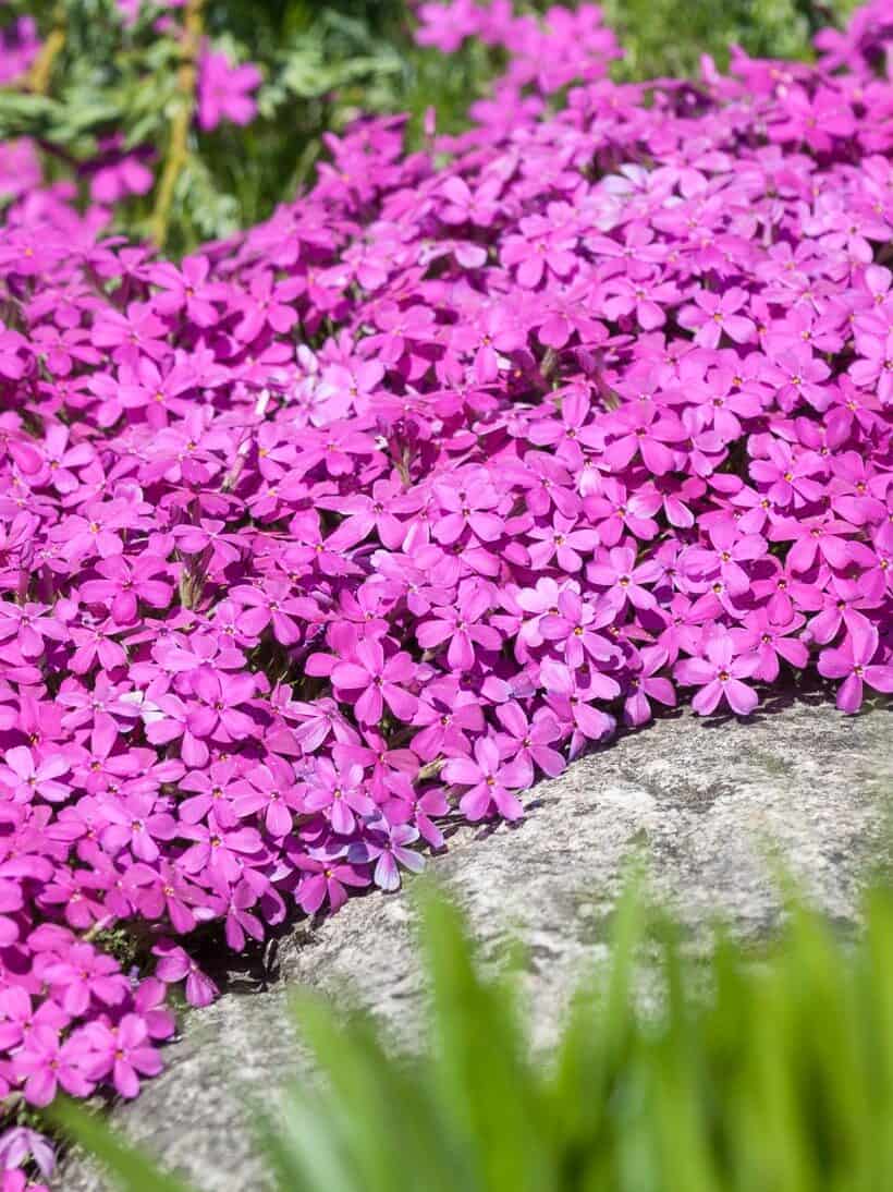 Phlox douglasii/subulata