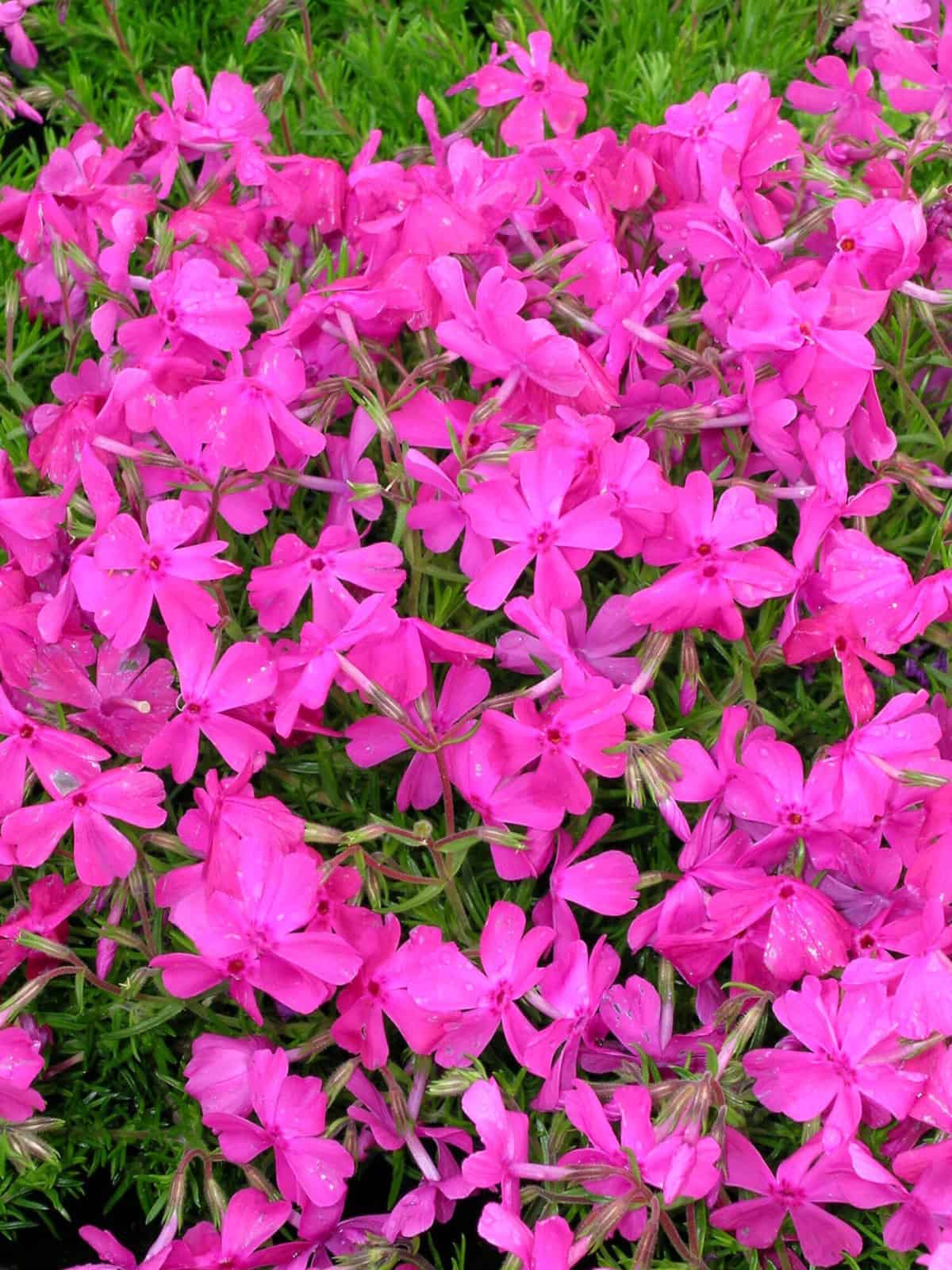 Phlox subulata