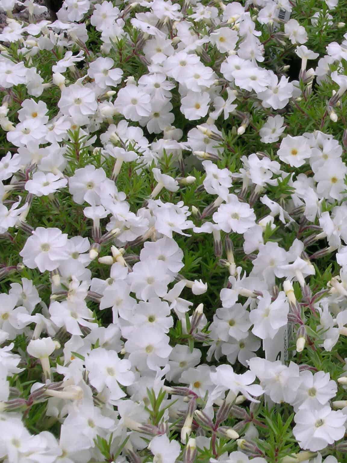 Phlox douglasii