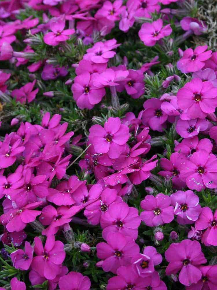 Phlox