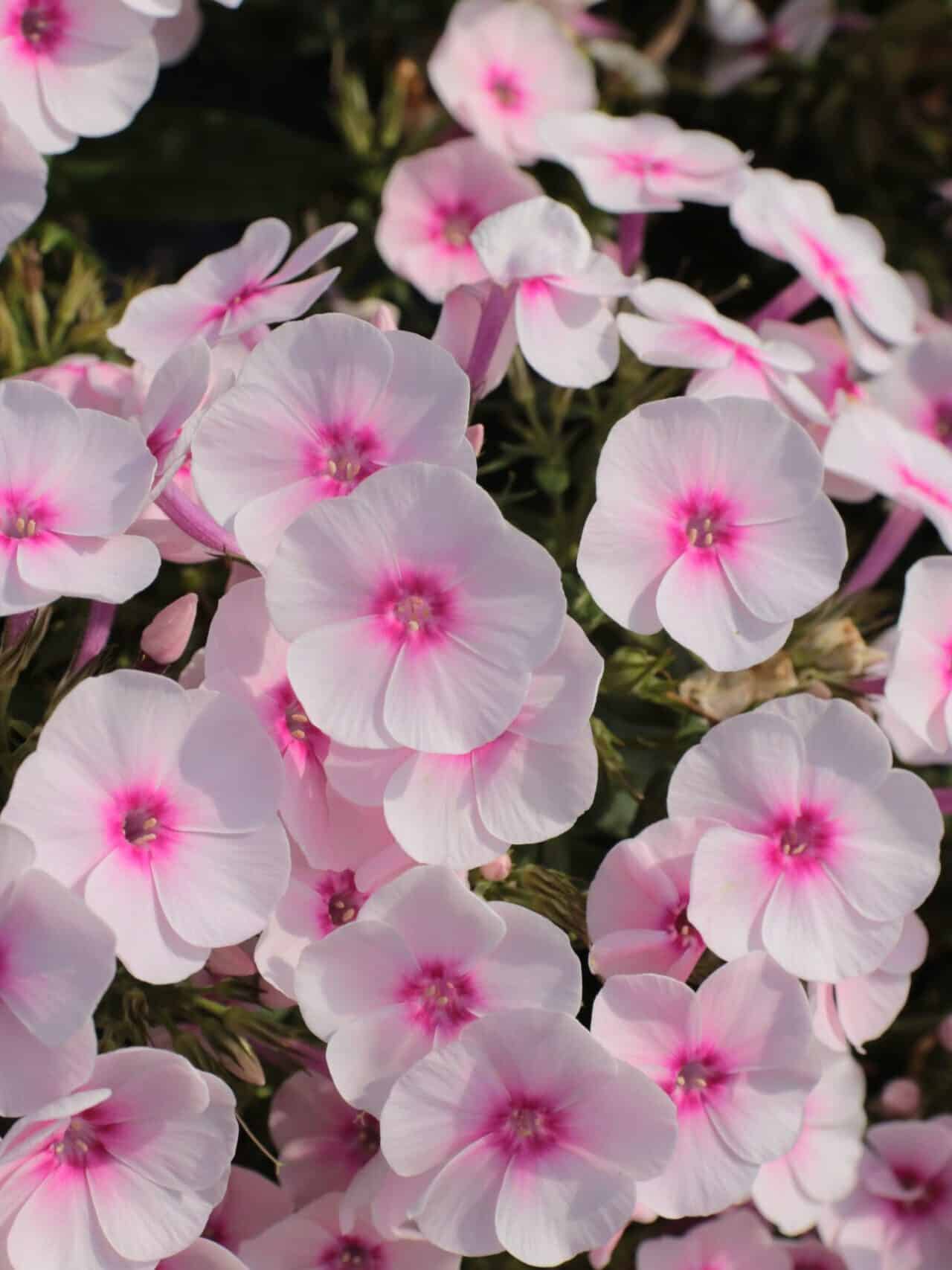 Phlox paniculata