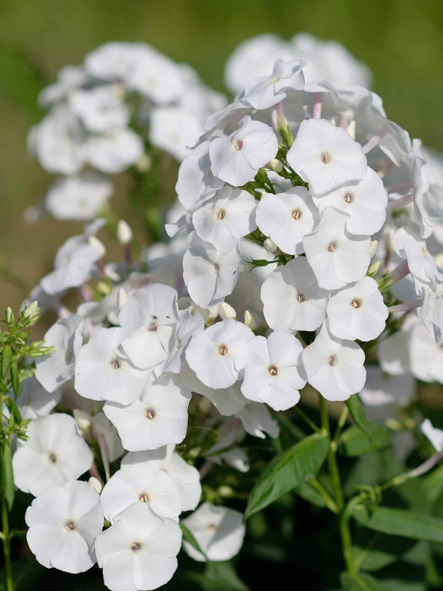 Phlox paniculata