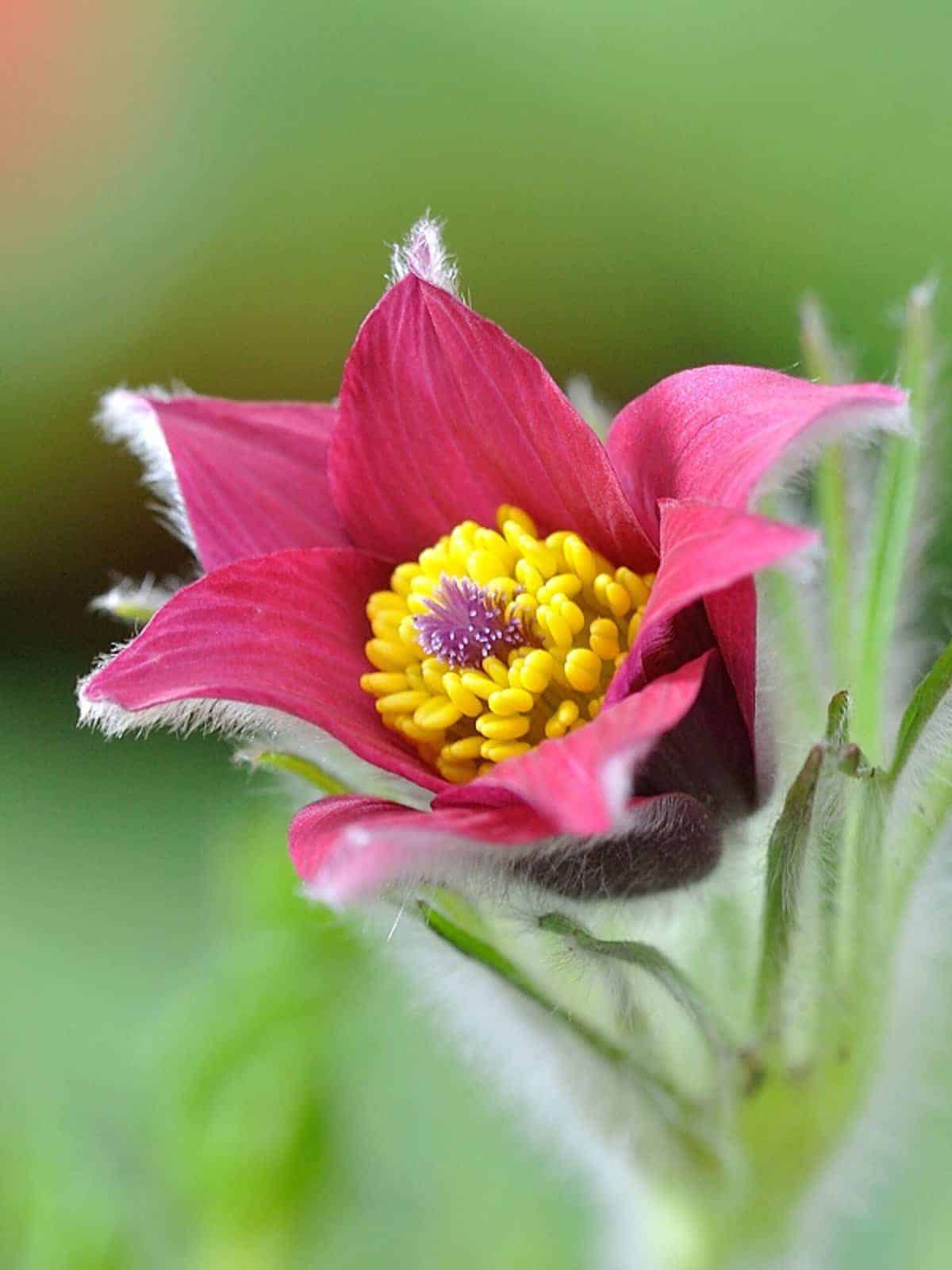 Pulsatilla