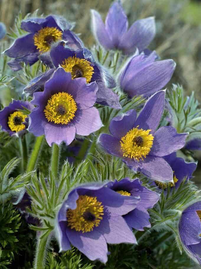 Pulsatilla vulgaris