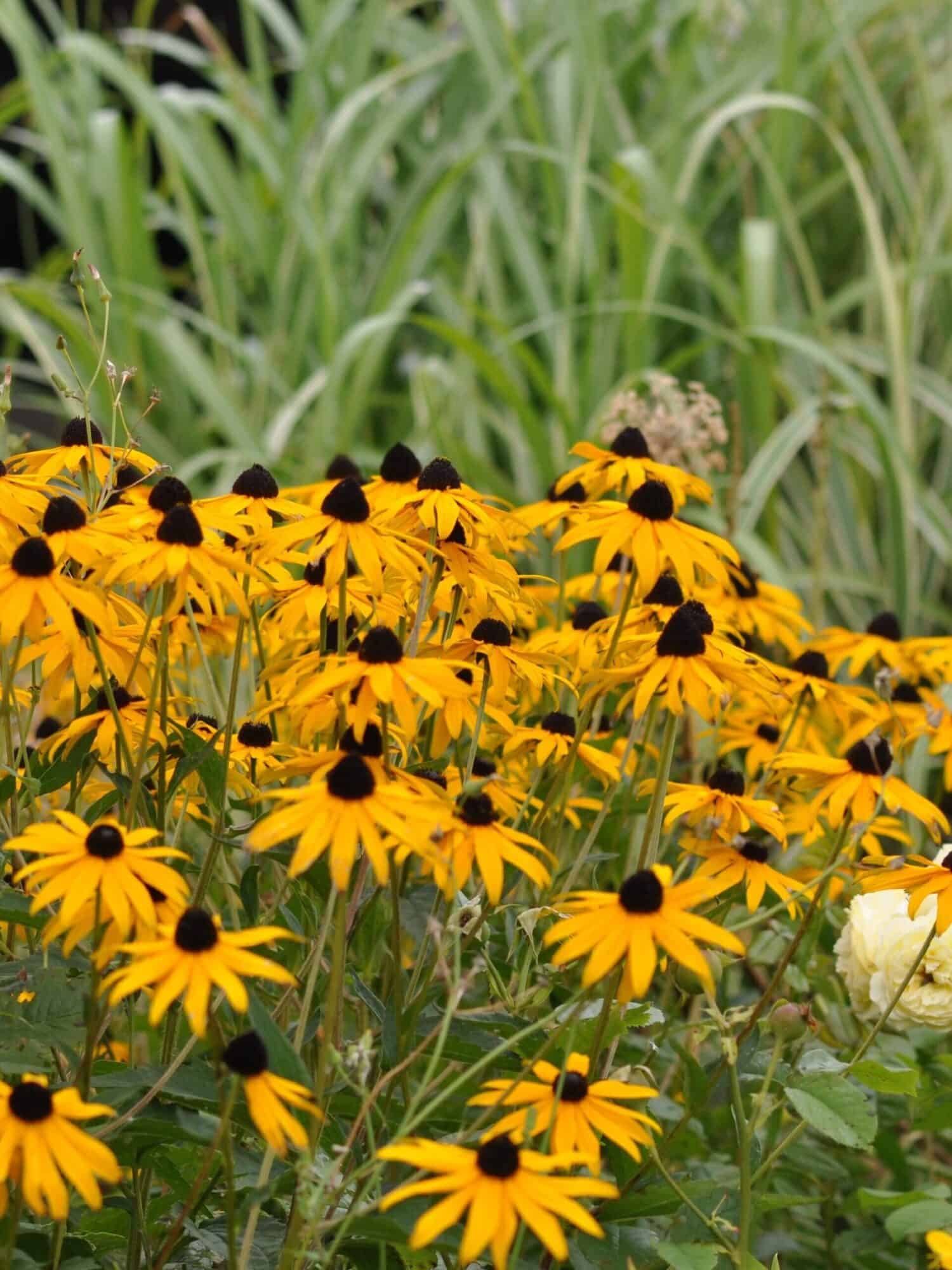 Rudbeckia