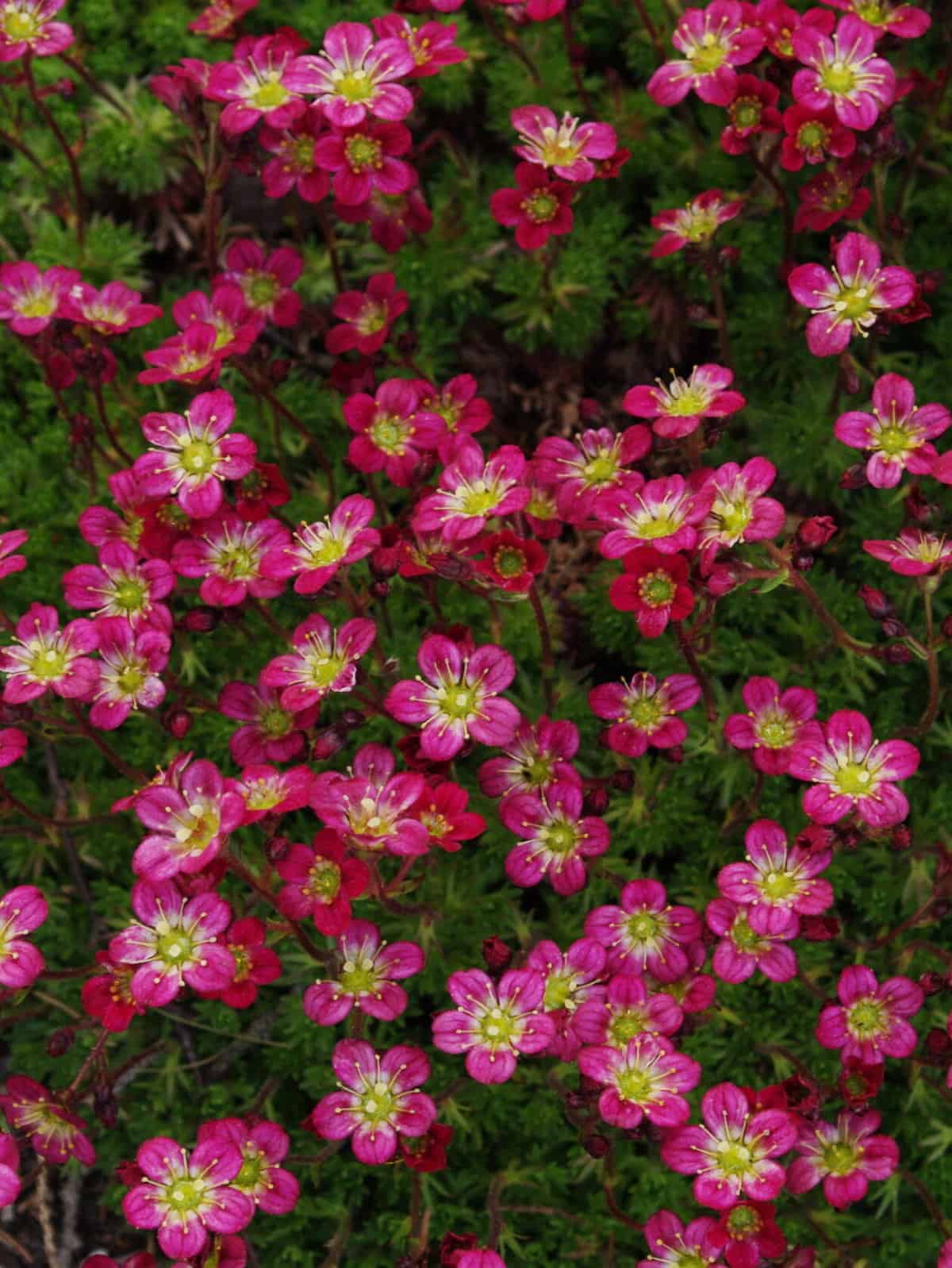 Saxifraga
