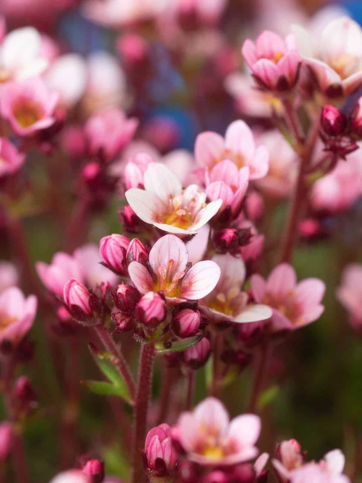 Saxifraga