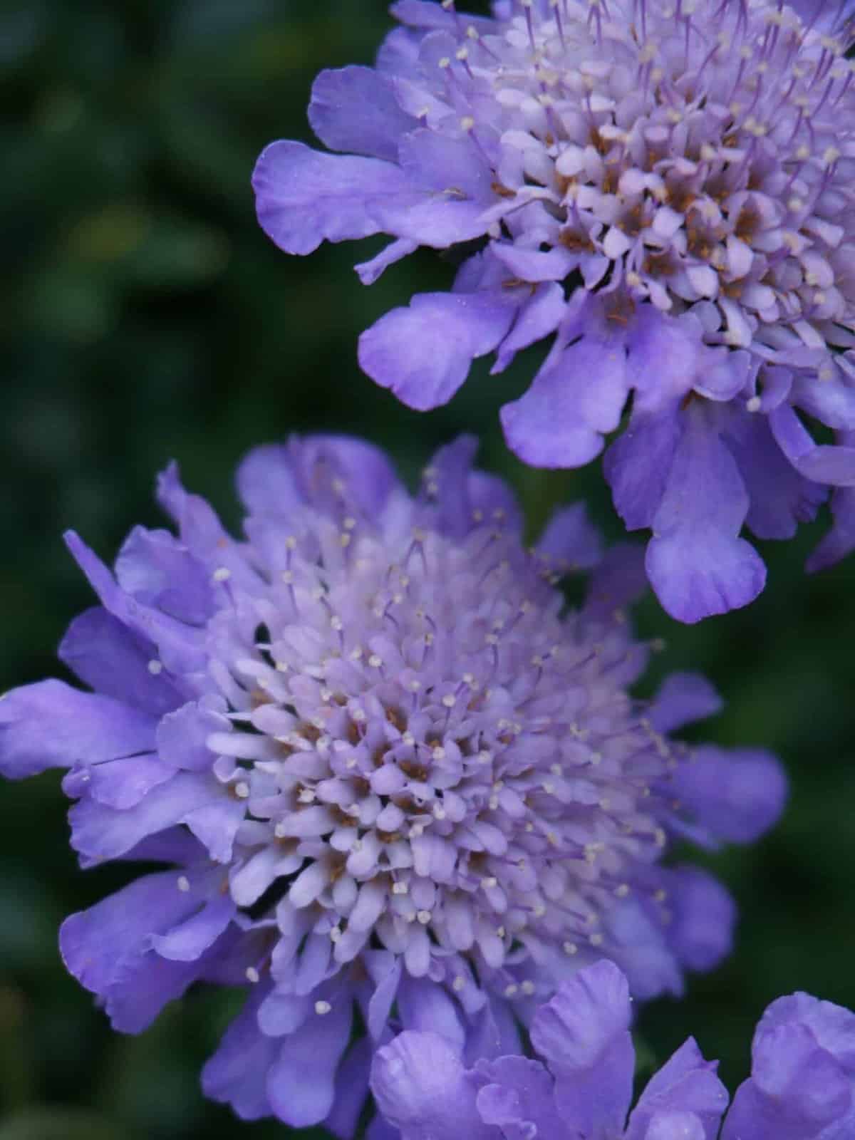 Scabiosa