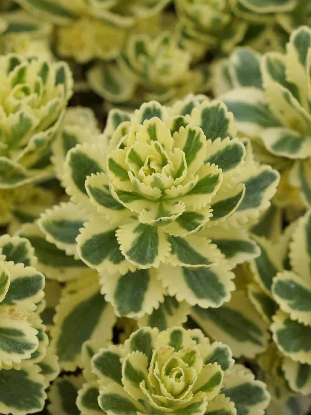 Sedum