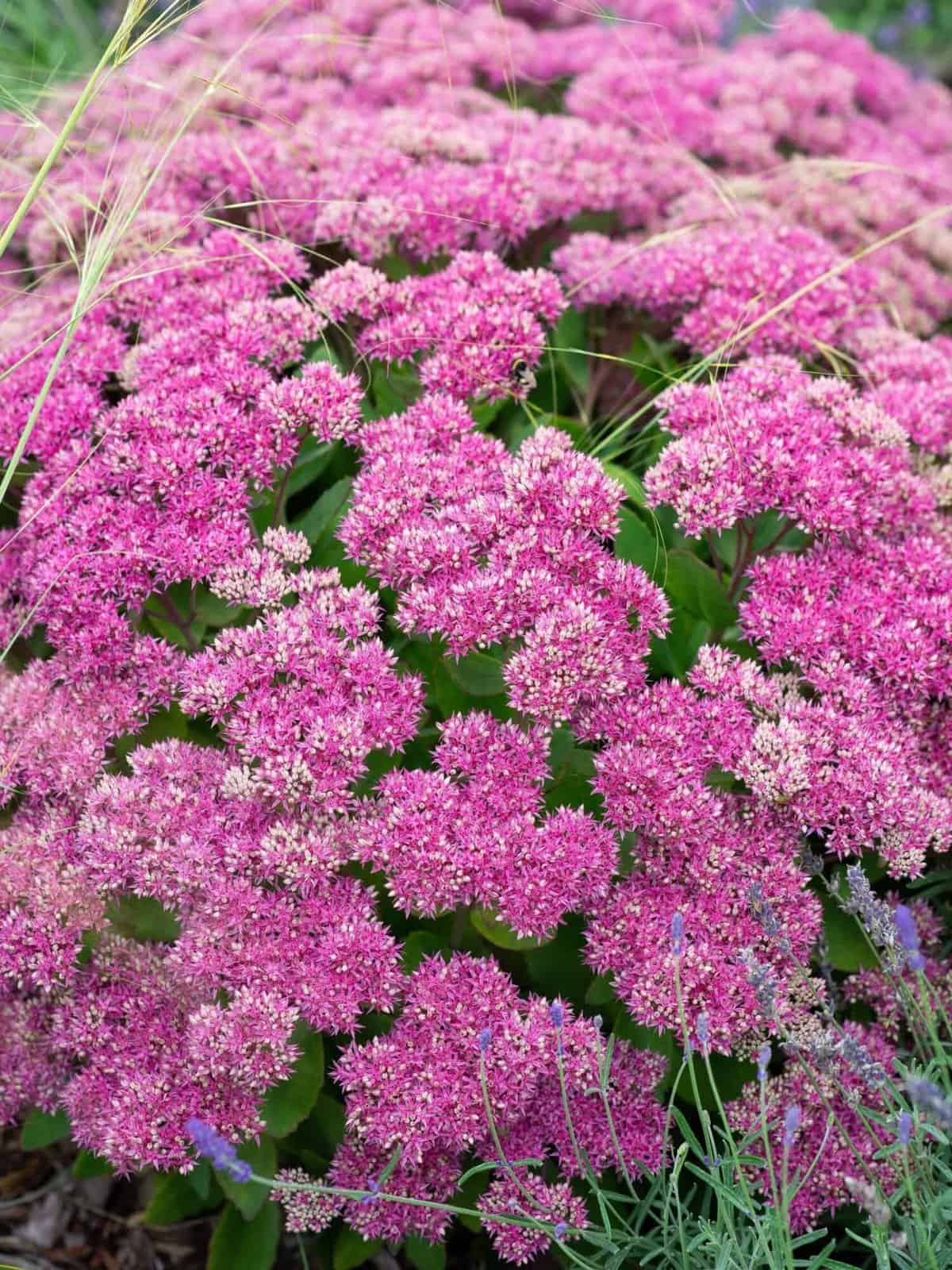 Sedum