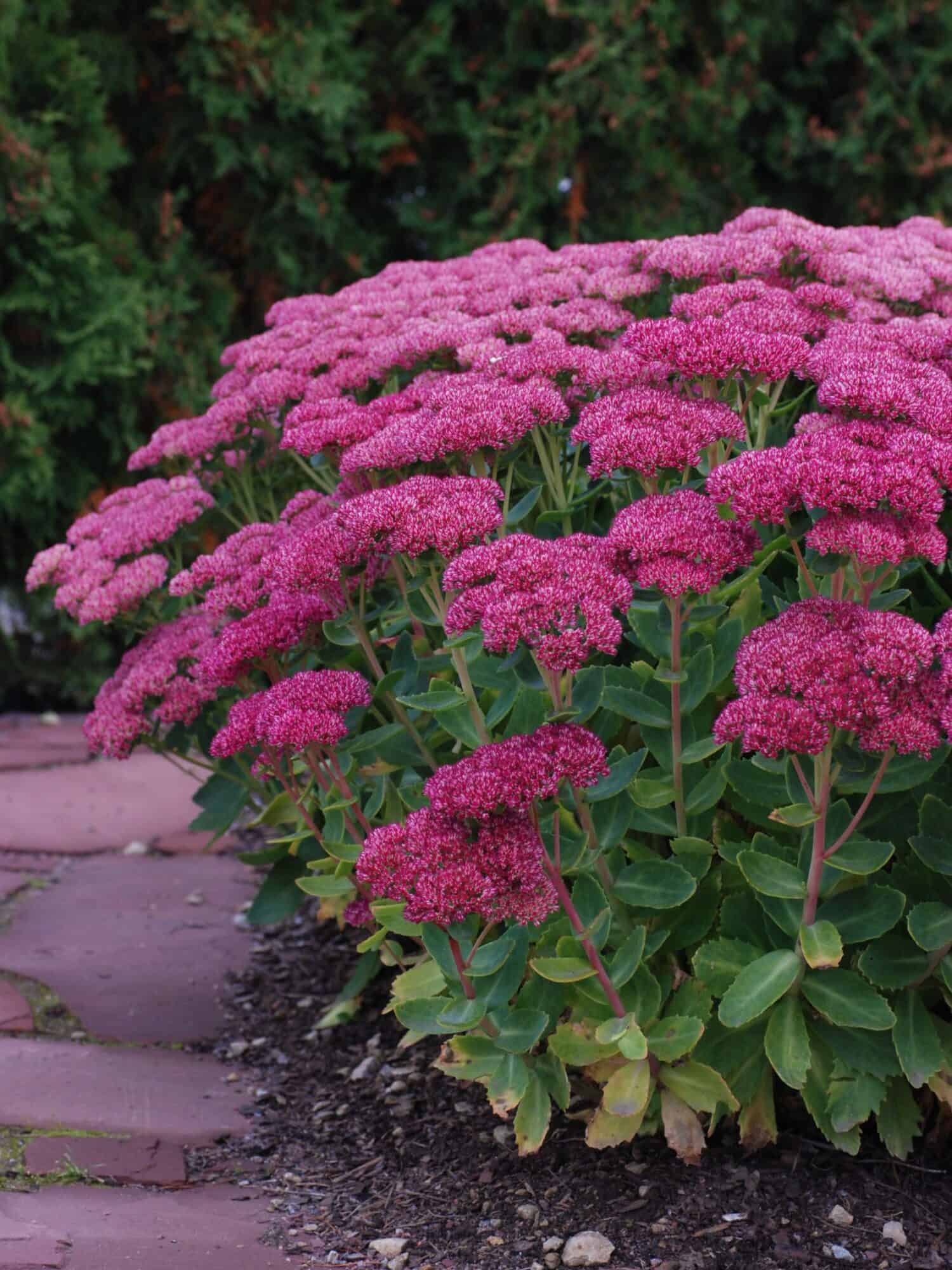 Sedum / Kõrged kukeharjad