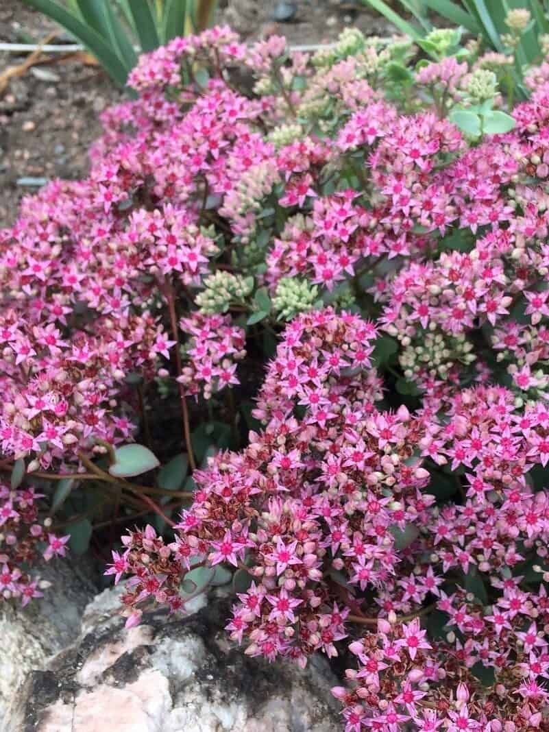 Sedum