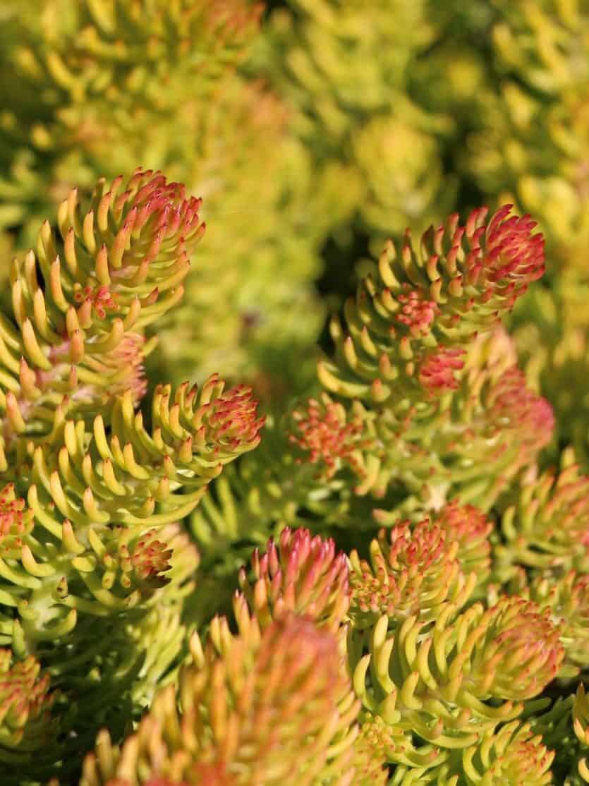 Sedum