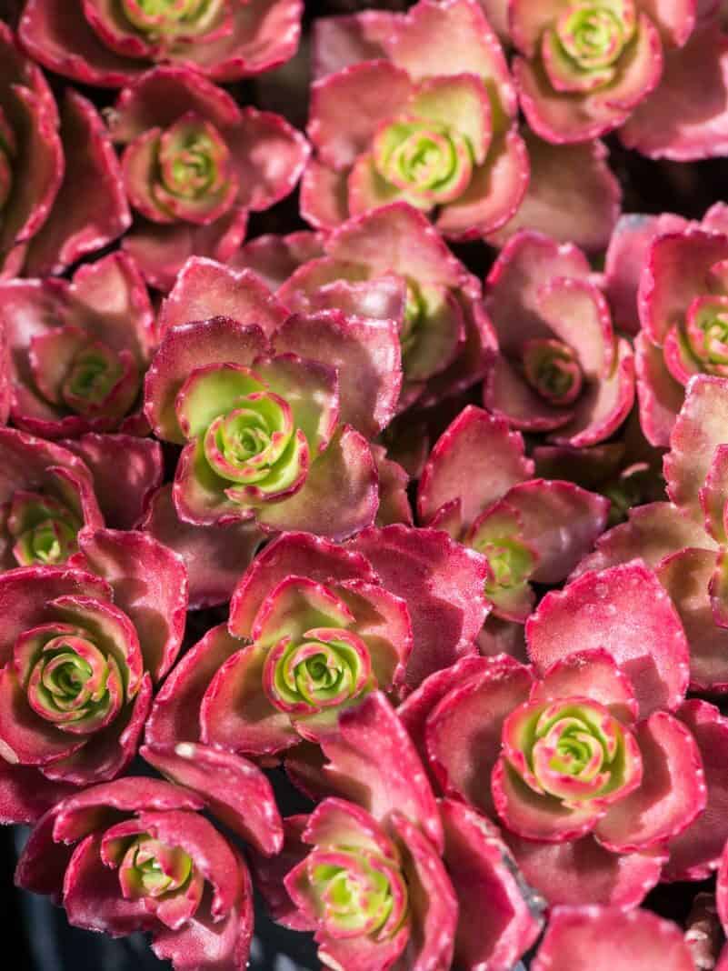 Sedum