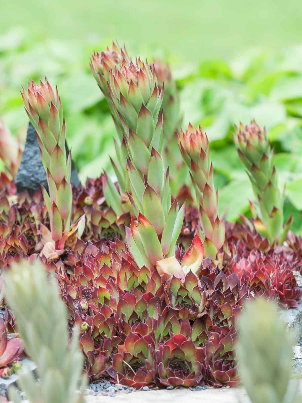 Sempervivum