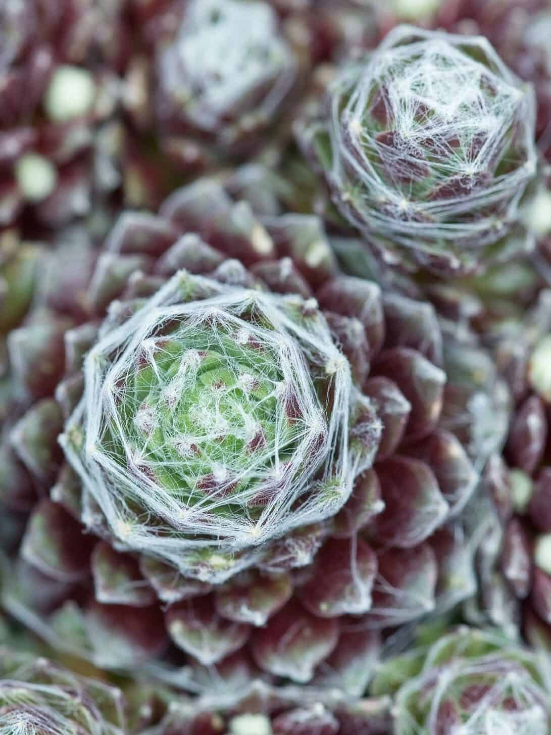 Sempervivum