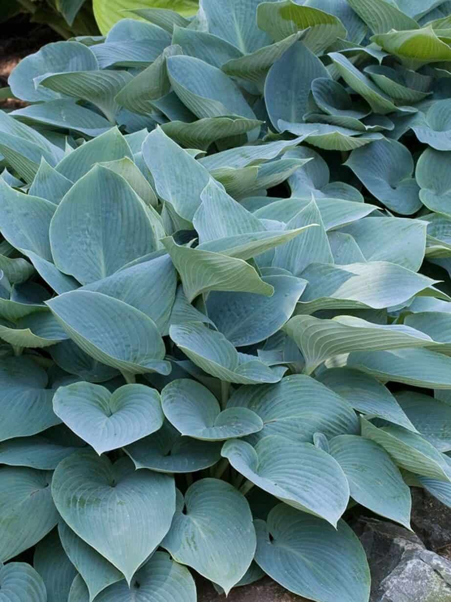 Hosta tardiana