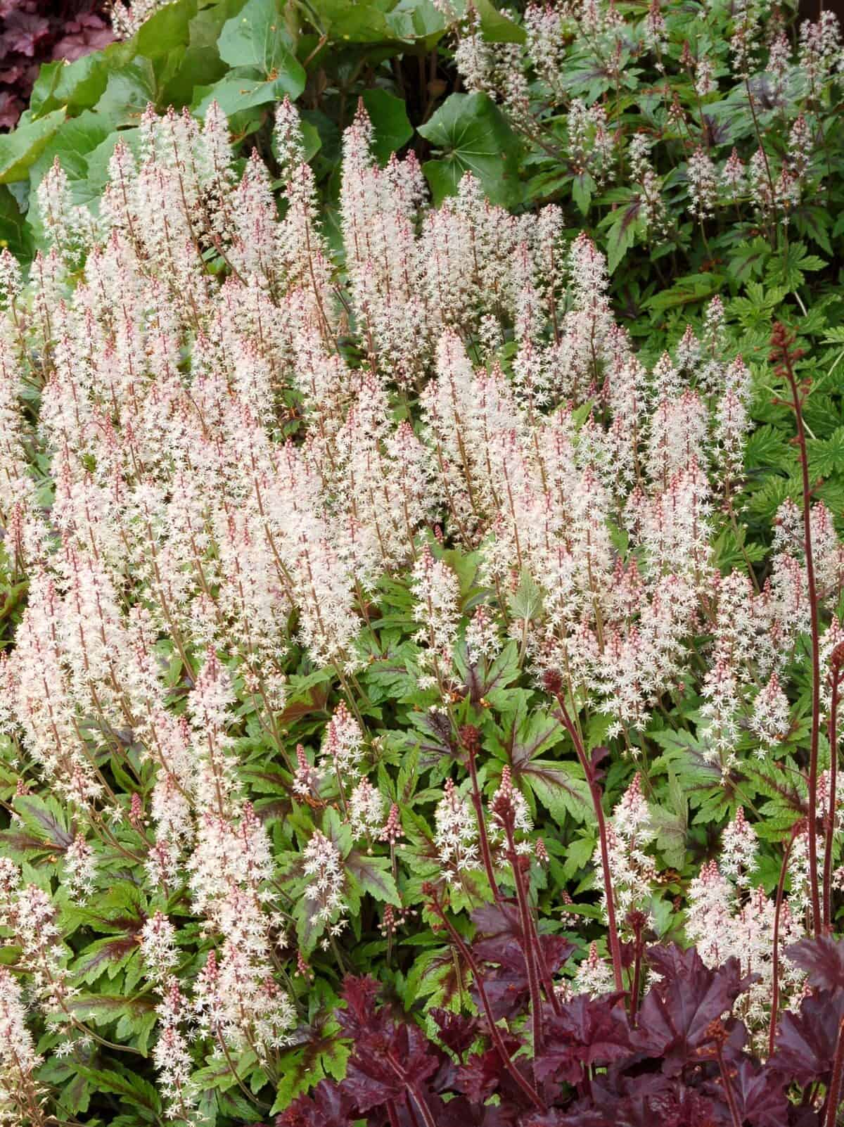 Tiarella