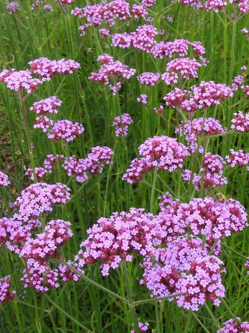 Verbena bonariensis