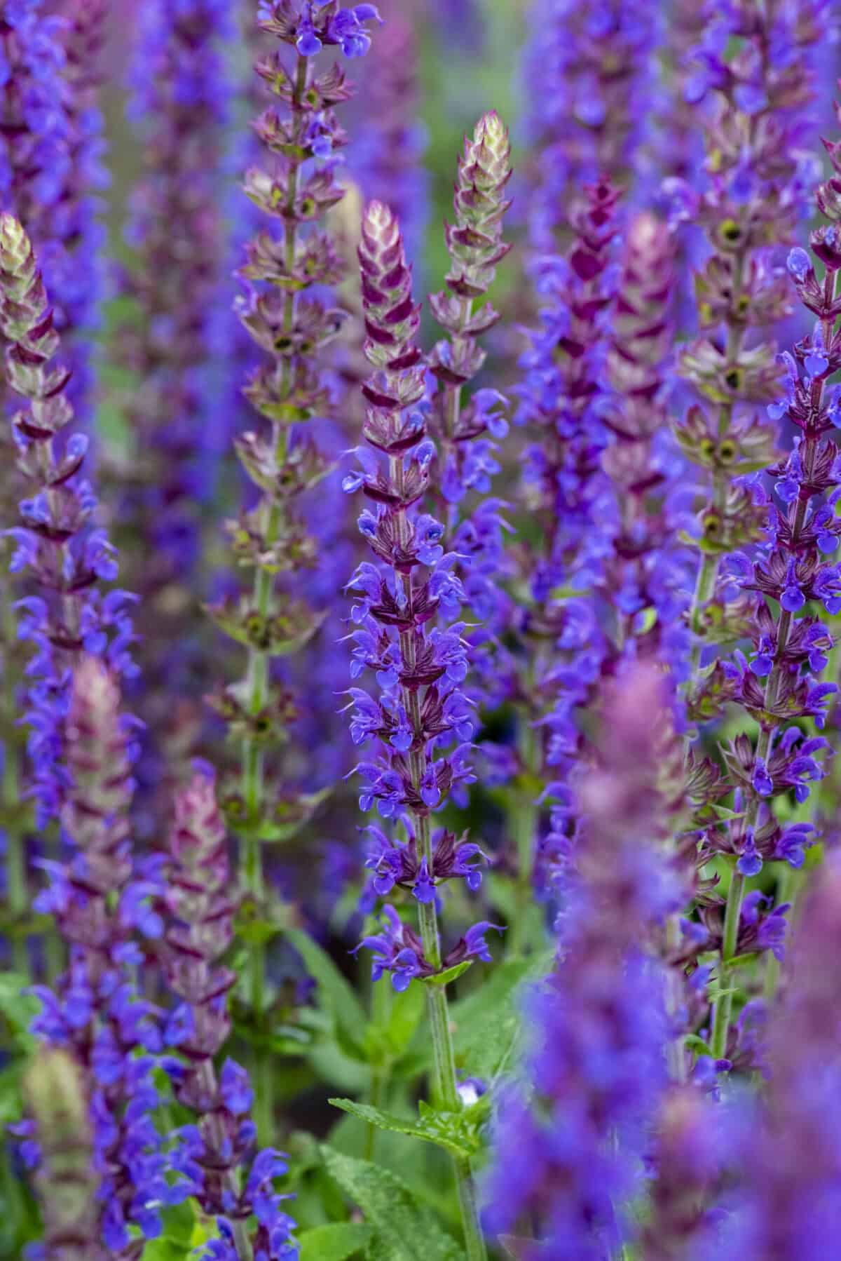 Salvia nemorosa 'Ostfriesland'